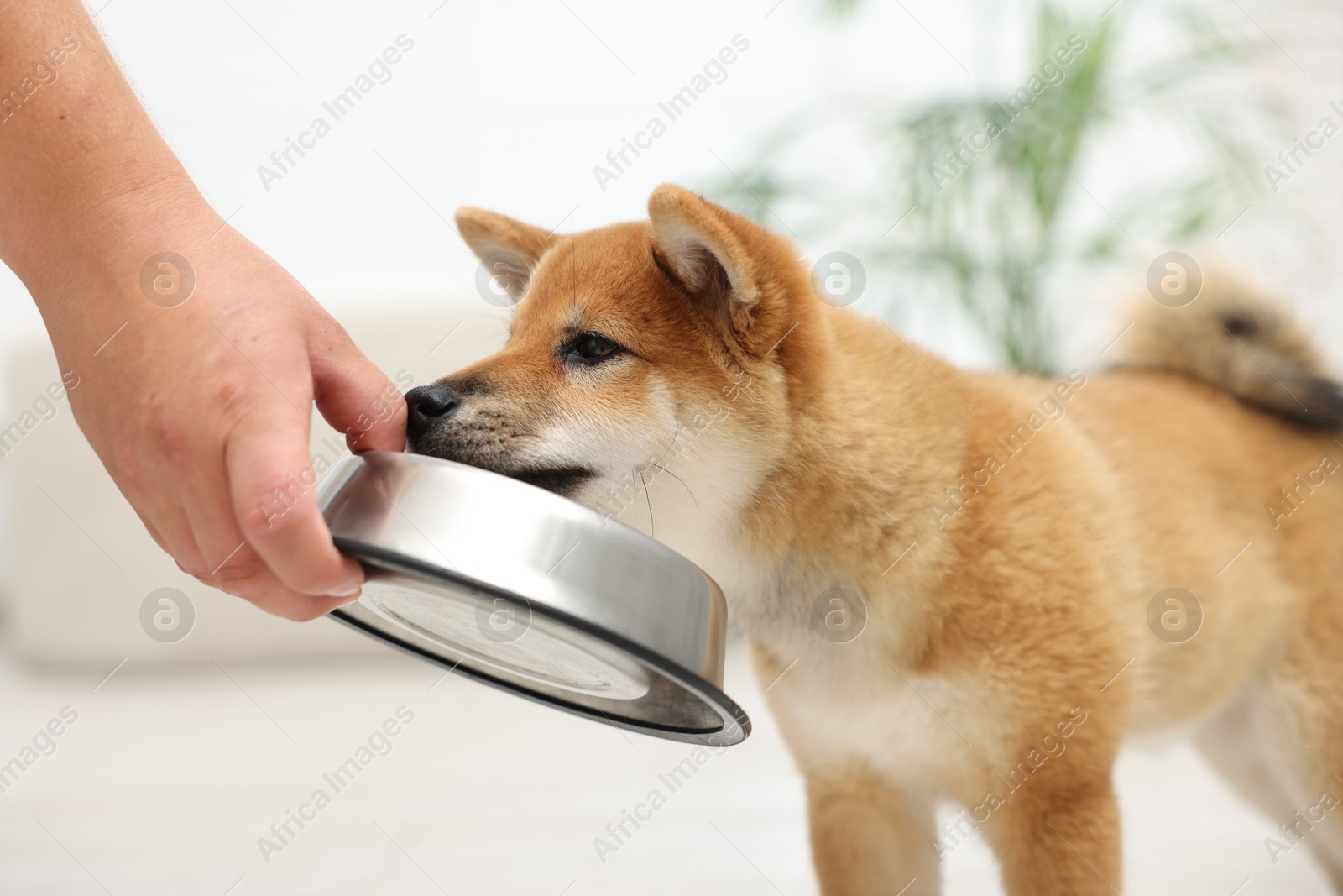 Photo of Man feeding his cute Shiba Inu dog from pet bowl indoors, closeup