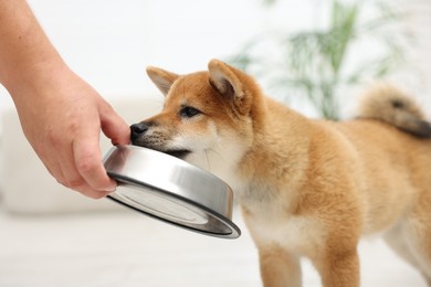 Photo of Man feeding his cute Shiba Inu dog from pet bowl indoors, closeup