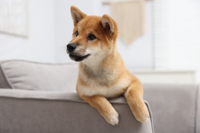 Photo of Cute Shiba Inu dog posing on sofa indoors