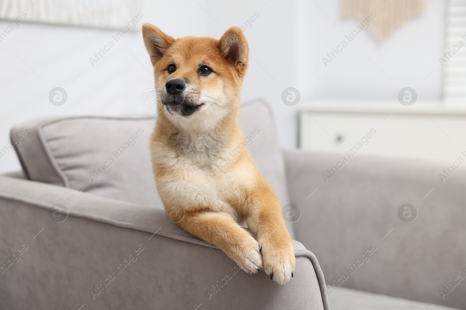 Photo of Cute Shiba Inu dog posing on sofa indoors