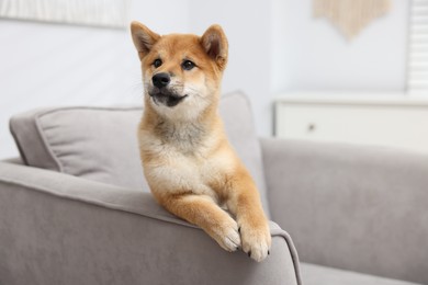 Photo of Cute Shiba Inu dog posing on sofa indoors