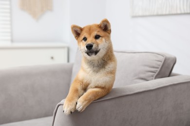 Photo of Cute Shiba Inu dog posing on sofa indoors