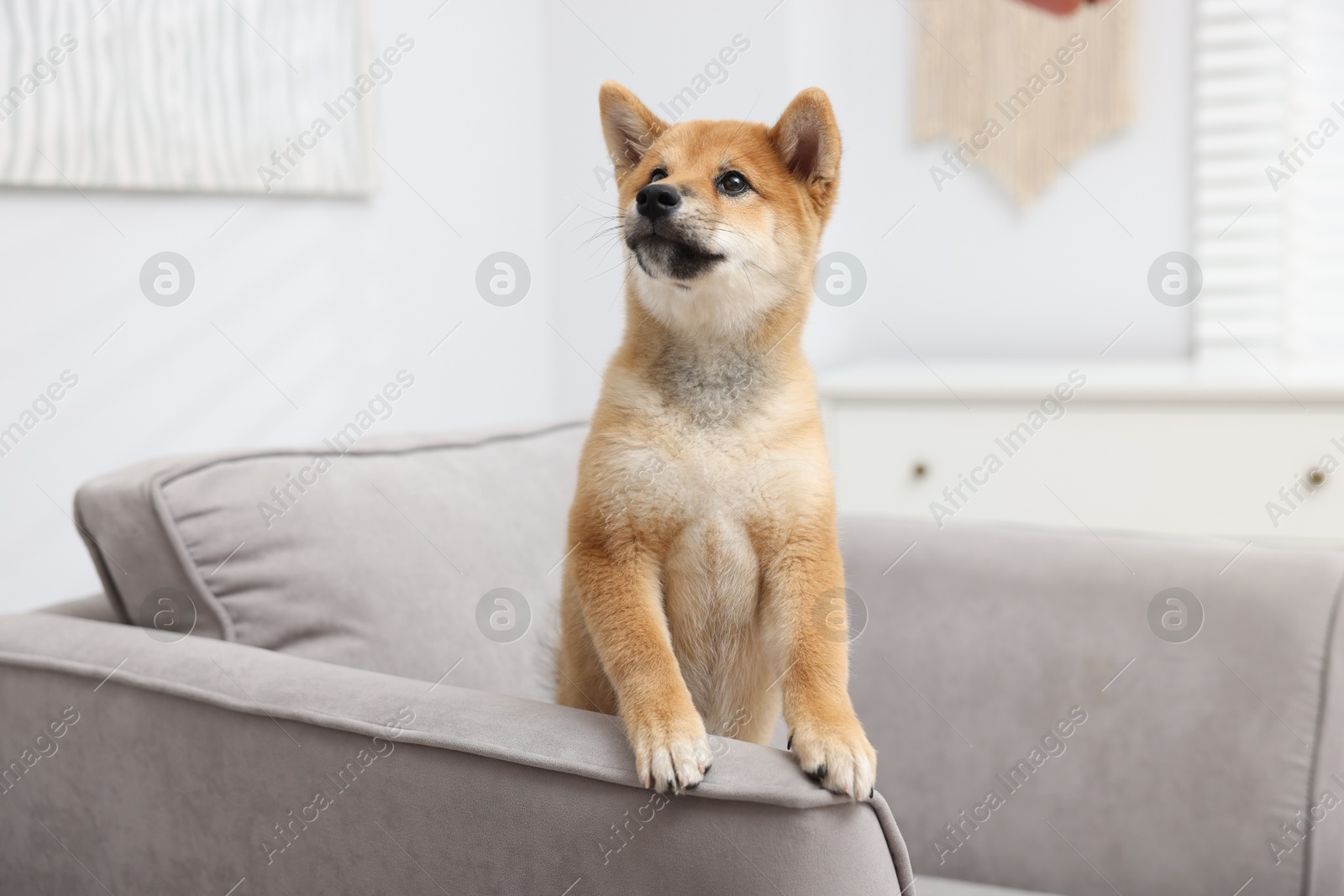 Photo of Cute Shiba Inu dog posing on sofa indoors