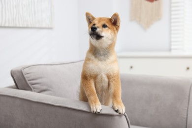Photo of Cute Shiba Inu dog posing on sofa indoors