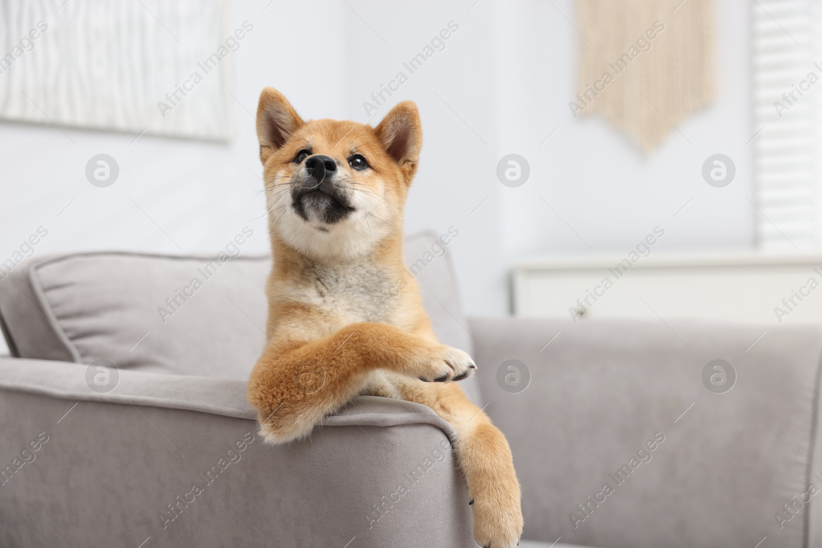 Photo of Cute Shiba Inu dog posing on sofa indoors