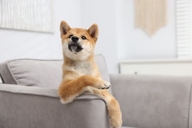 Photo of Cute Shiba Inu dog posing on sofa indoors