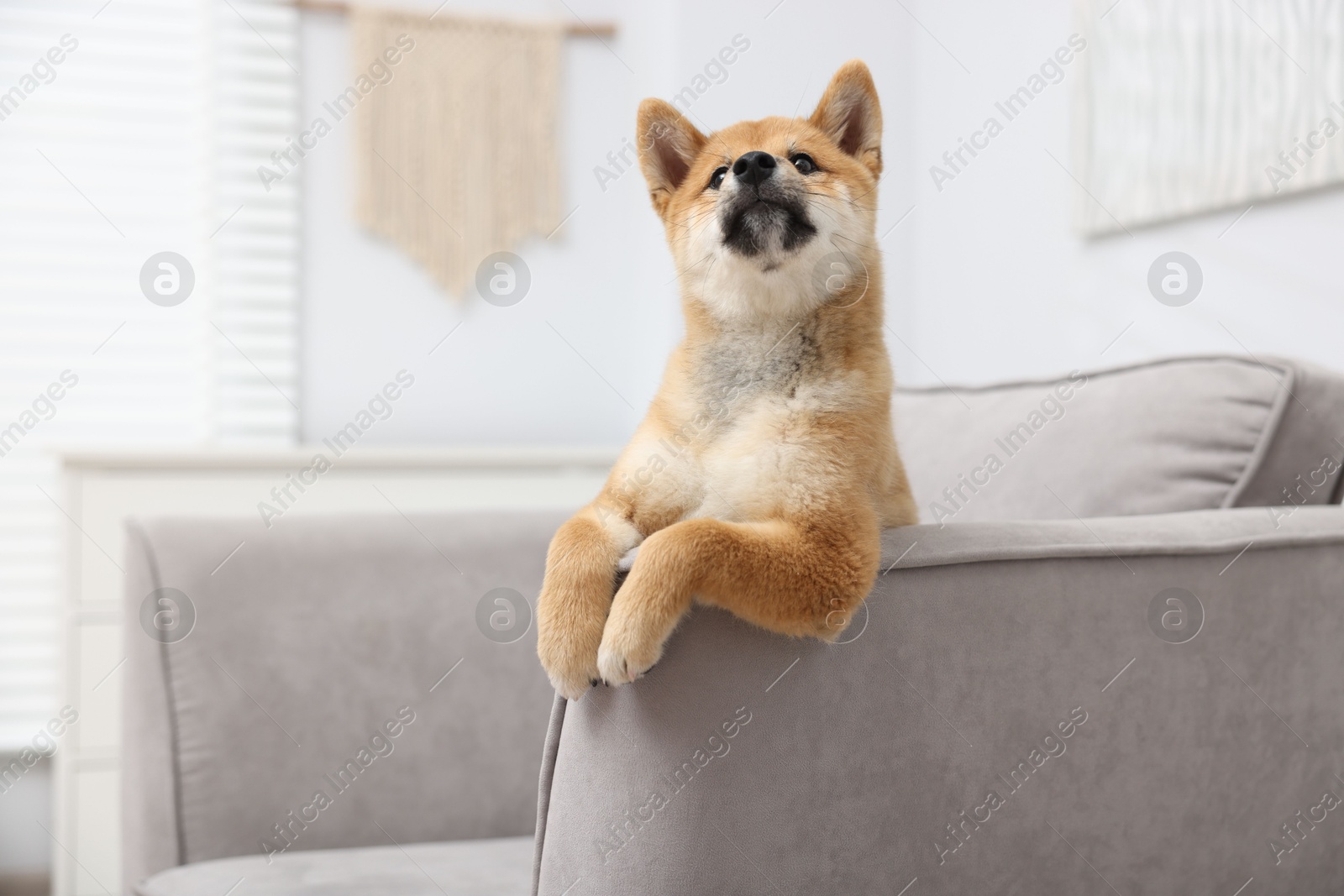 Photo of Cute Shiba Inu dog posing on sofa indoors