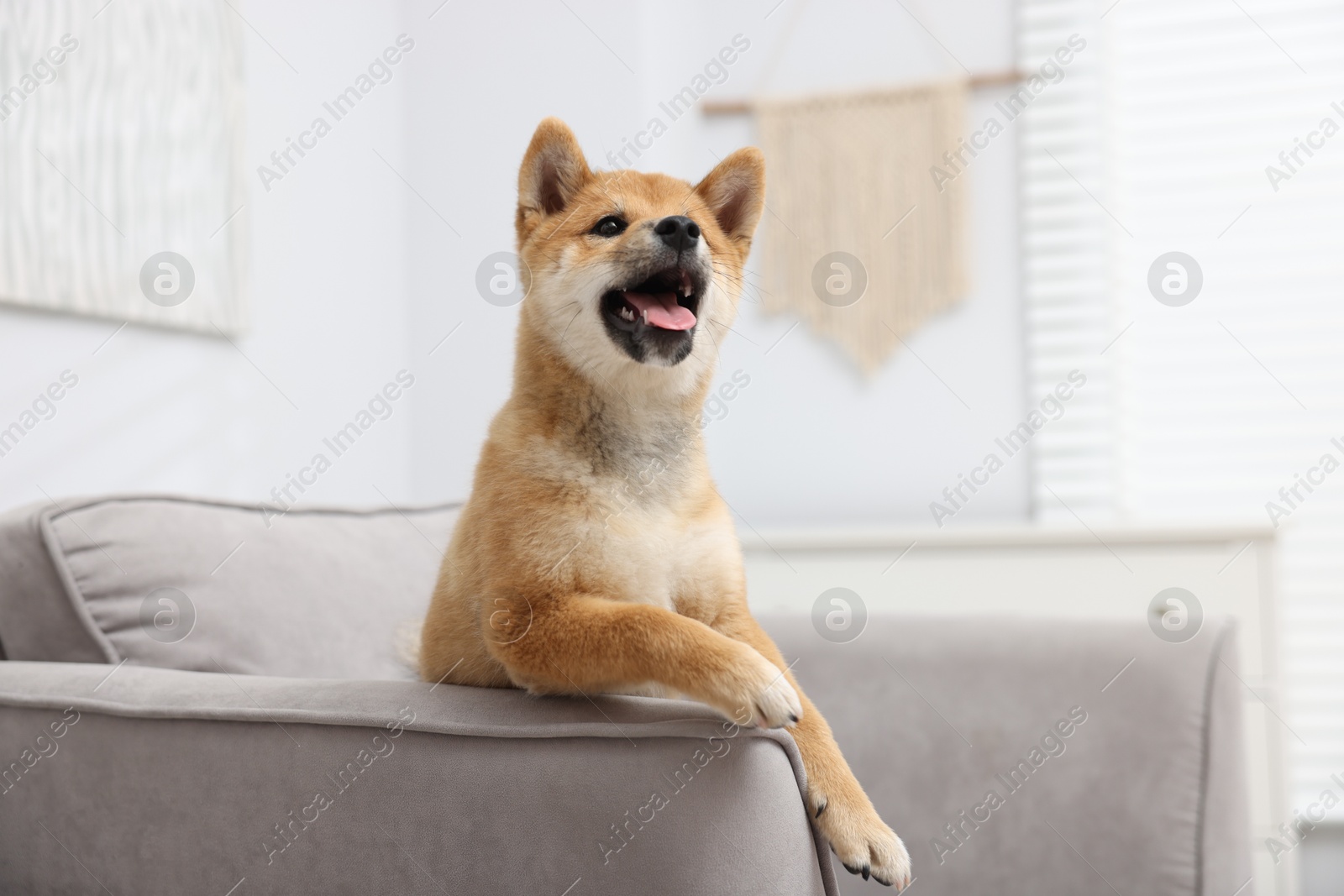 Photo of Cute Shiba Inu dog posing on sofa indoors