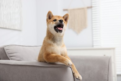 Photo of Cute Shiba Inu dog posing on sofa indoors
