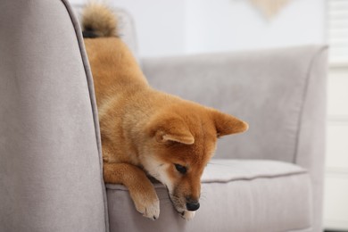 Photo of Cute Shiba Inu dog on sofa indoors