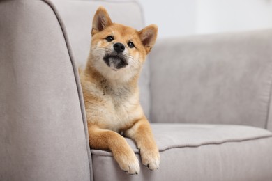 Photo of Cute Shiba Inu dog posing on sofa indoors