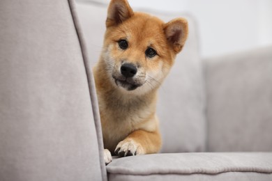Photo of Cute Shiba Inu dog on sofa indoors
