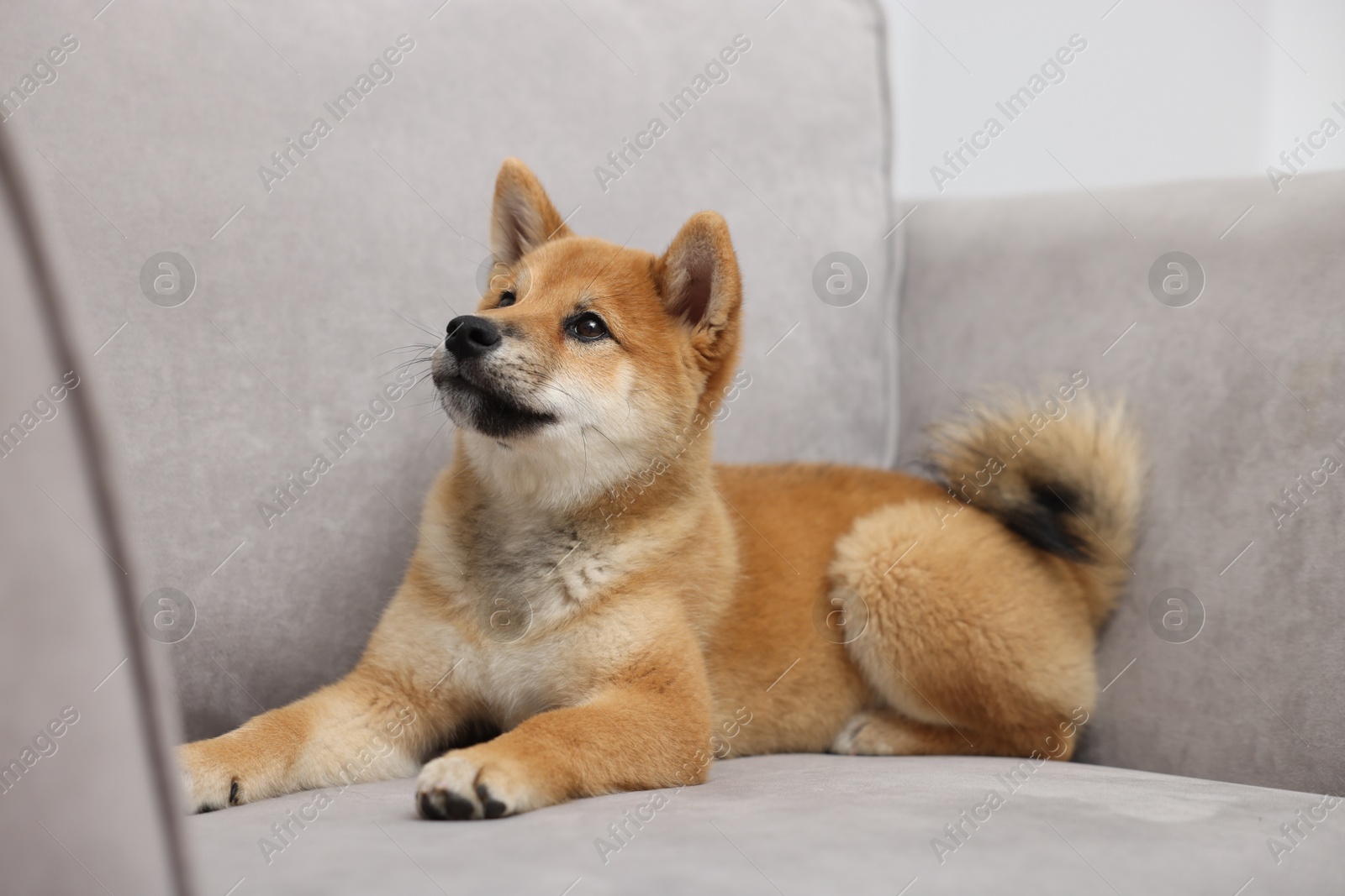 Photo of Cute Shiba Inu dog lying on sofa indoors