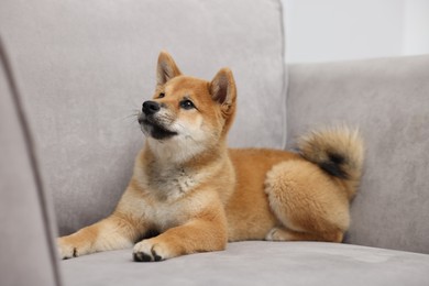 Photo of Cute Shiba Inu dog lying on sofa indoors