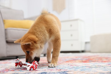 Photo of Cute Shiba Inu dog playing with pet toy on floor indoors. Space for text