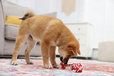 Photo of Cute Shiba Inu dog playing with pet toy on floor indoors