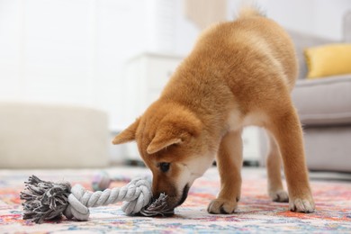 Photo of Cute Shiba Inu dog playing with pet toy on floor indoors