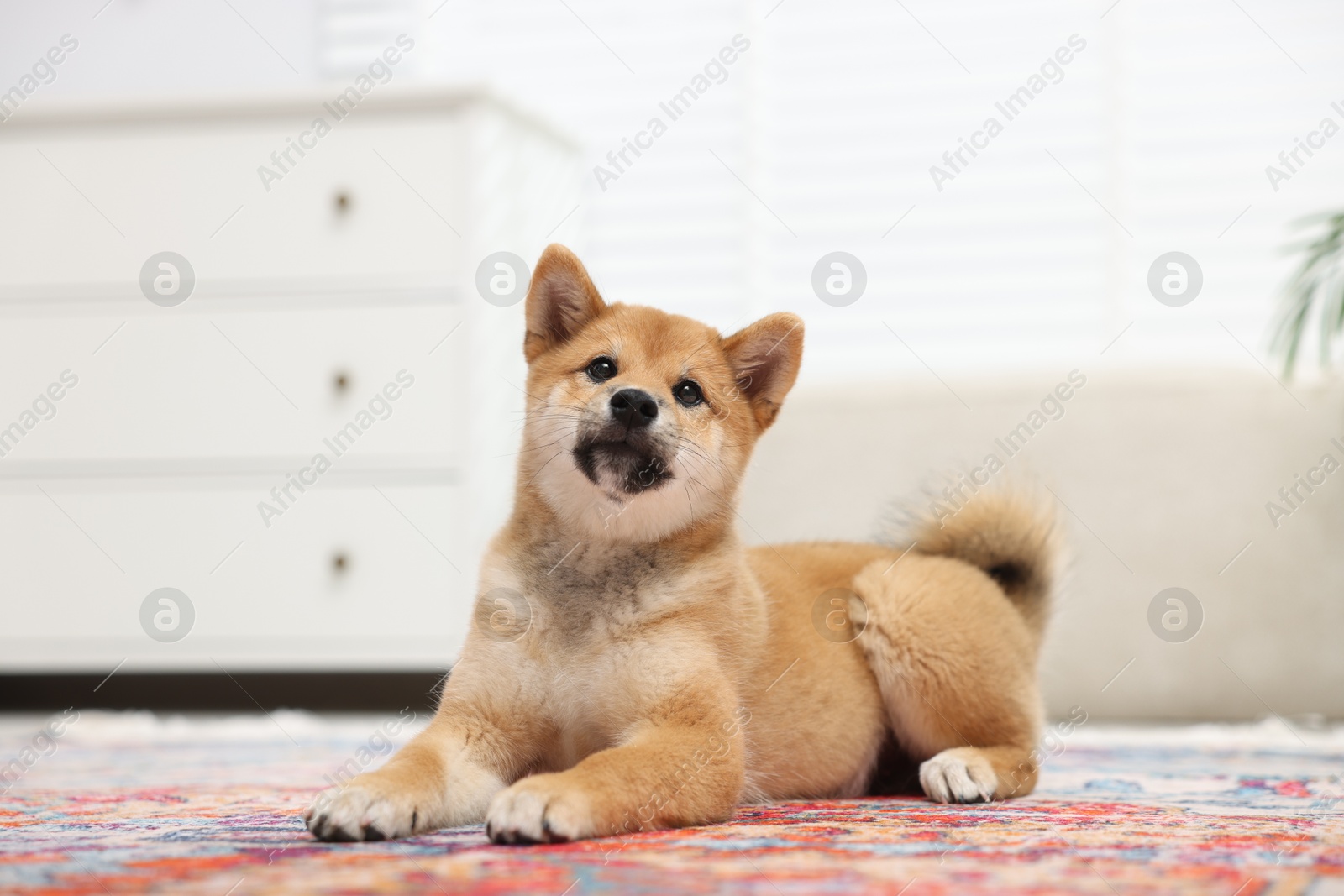 Cute Shiba Inu dog on floor indoors Photo of Cute Shiba Inu dog on floor indoors