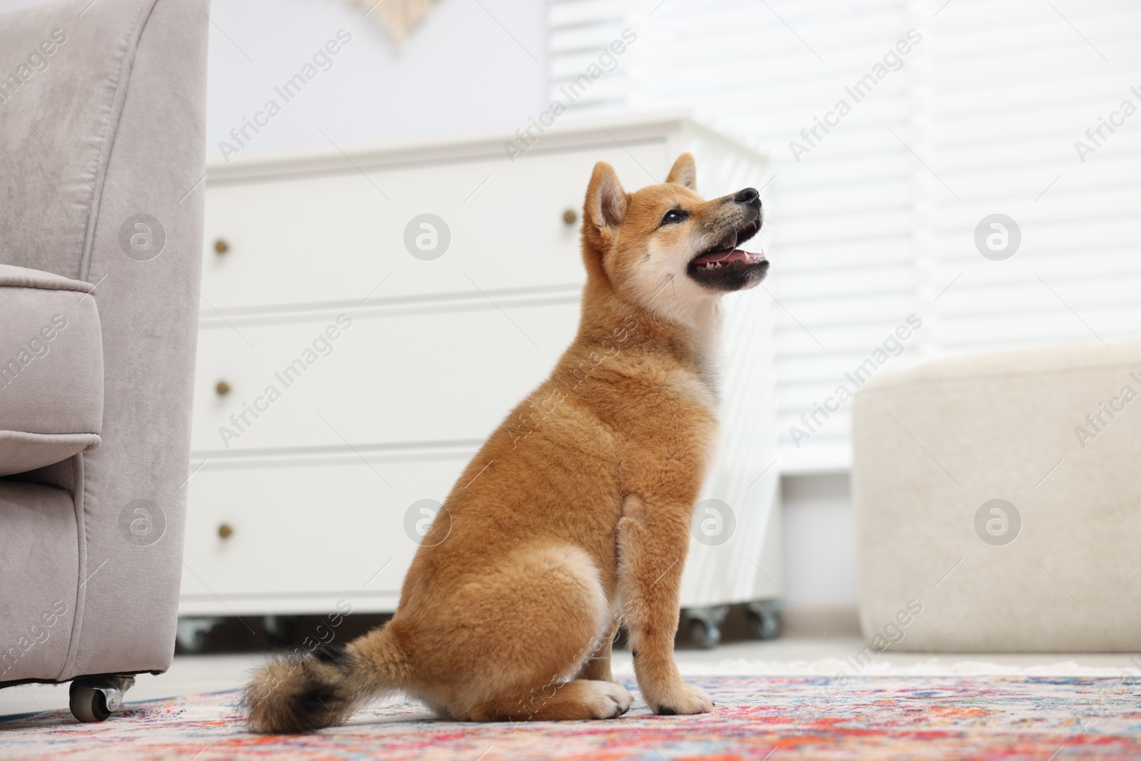 Photo of Cute Shiba Inu dog sitting on floor indoors