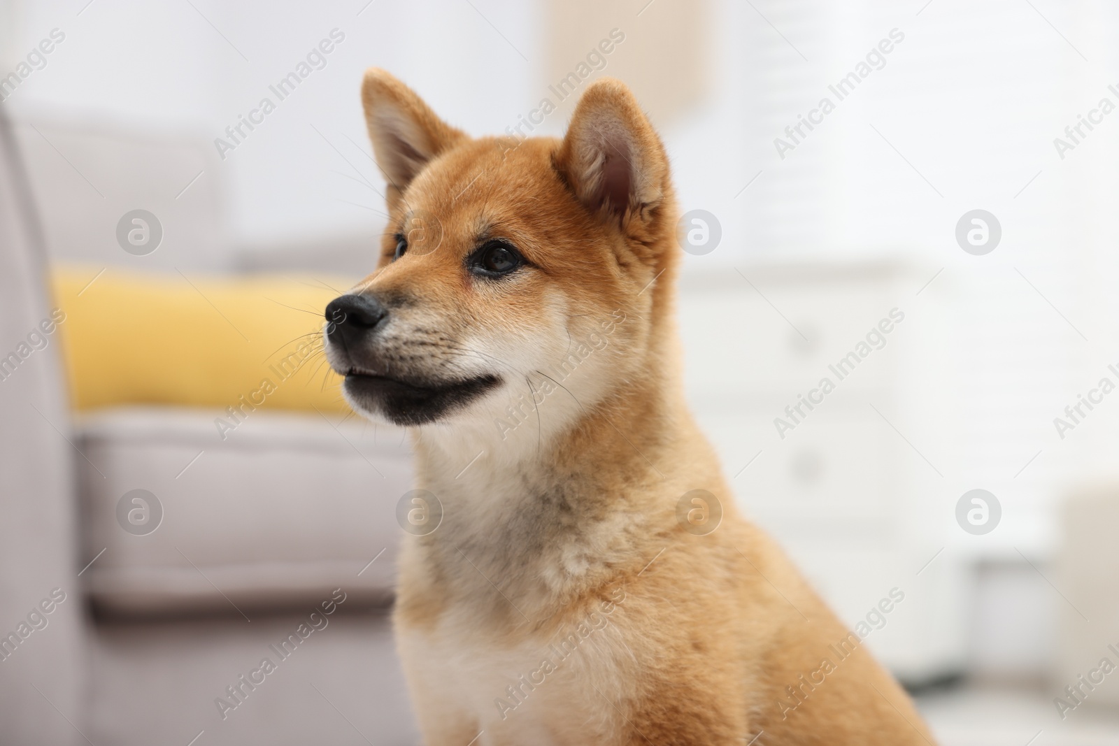 Photo of Portrait of cute Shiba Inu dog on blurred background