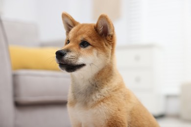 Photo of Portrait of cute Shiba Inu dog on blurred background