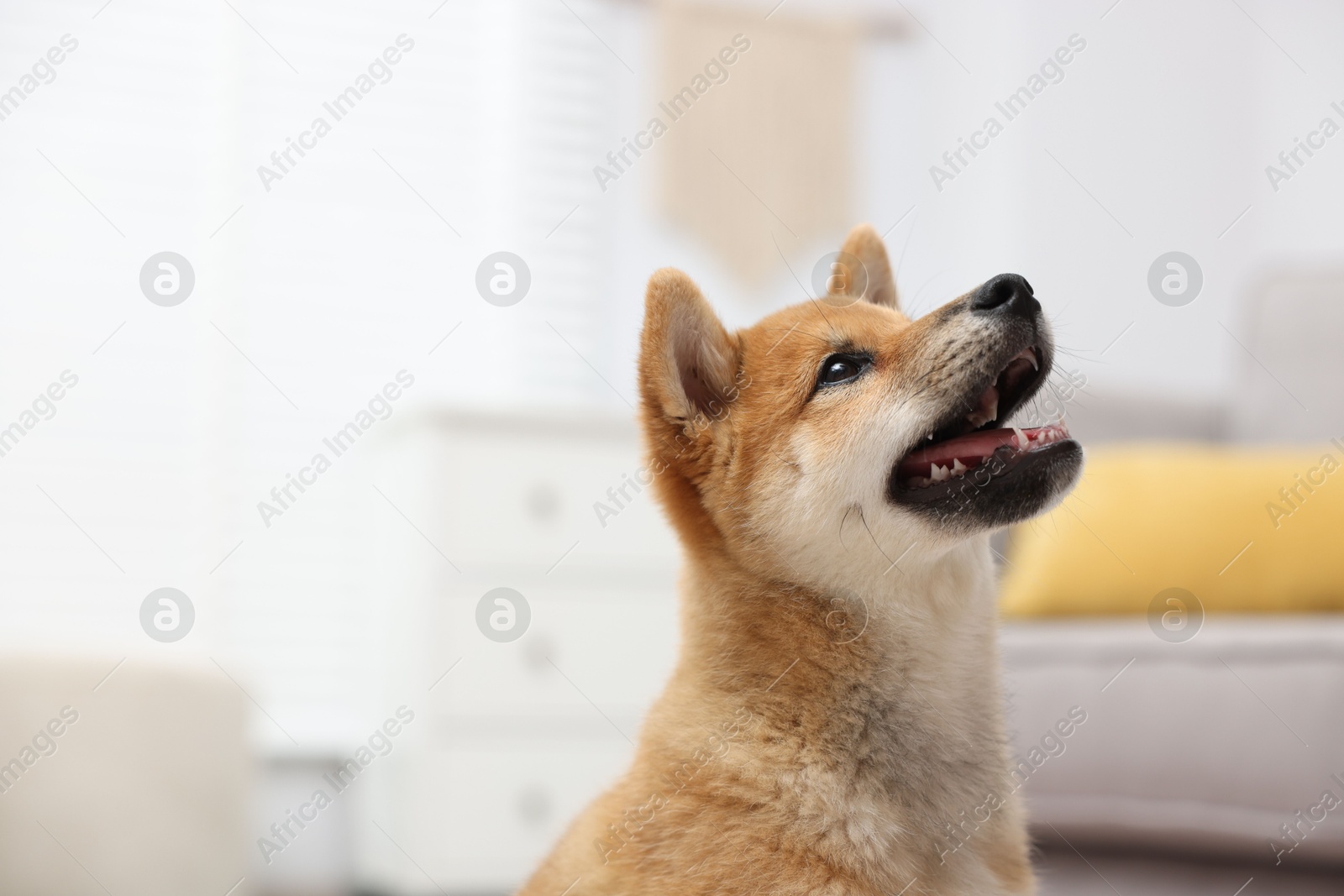 Cute Shiba Inu dog on blurred background Photo of Cute Shiba Inu dog on blurred background