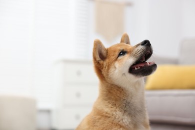 Photo of Cute Shiba Inu dog on blurred background