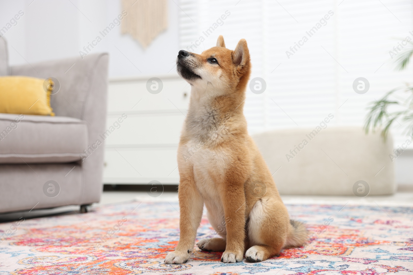 Photo of Cute Shiba Inu dog sitting on floor indoors