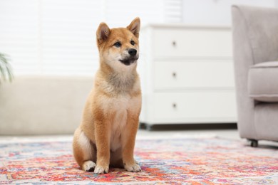 Photo of Cute Shiba Inu dog sitting on floor indoors