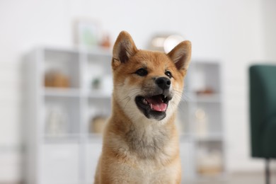 Photo of Portrait of cute Shiba Inu dog on blurred background