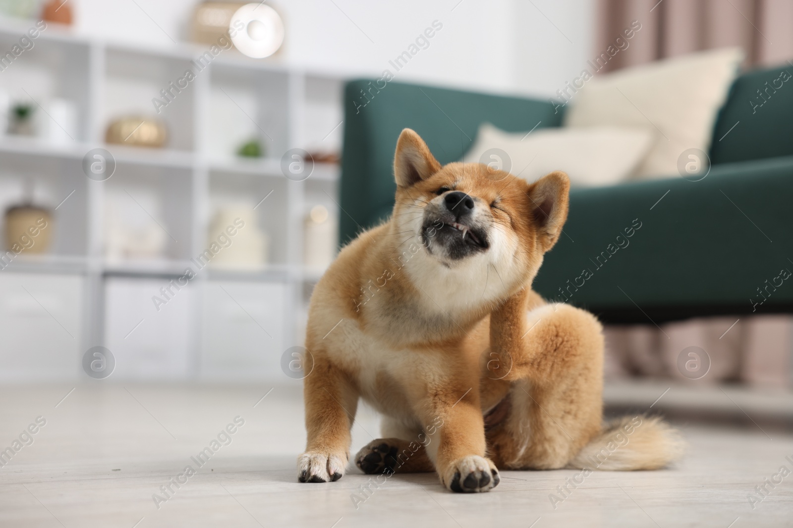 Cute Shiba Inu dog on floor indoors Photo of Cute Shiba Inu dog on floor indoors