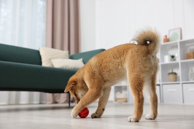 Photo of Cute Shiba Inu dog playing with pet toy on floor indoors