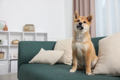 Photo of Cute Shiba Inu dog sitting on sofa indoors