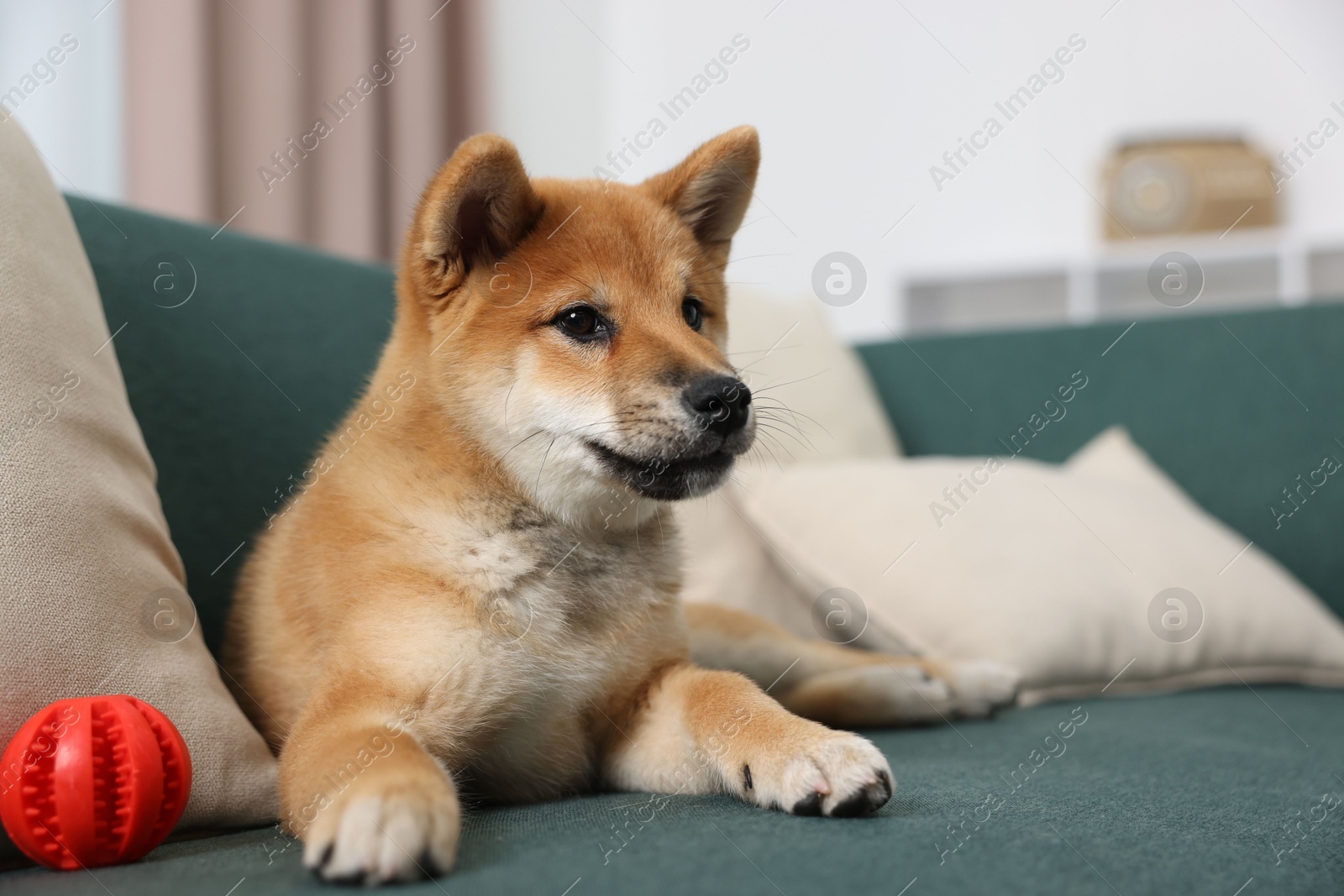 Photo of Cute Shiba Inu dog lying on sofa with pet toy indoors