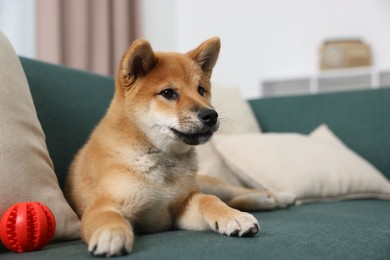 Photo of Cute Shiba Inu dog lying on sofa with pet toy indoors