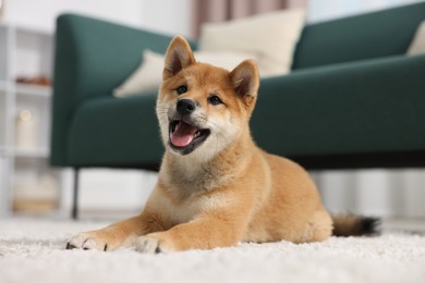 Photo of Cute Shiba Inu dog lying on floor indoors