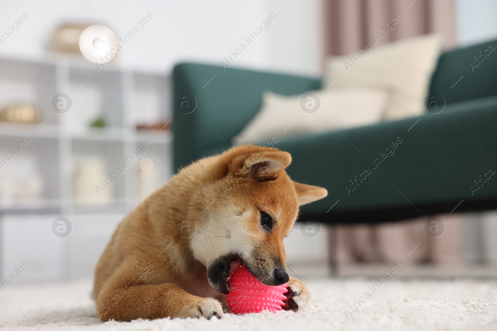 Photo of Cute Shiba Inu dog playing with pet toy on floor indoors