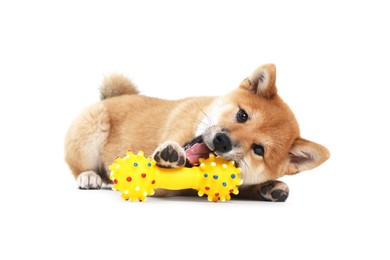 Photo of Cute Shiba Inu dog playing with pet toy on white background