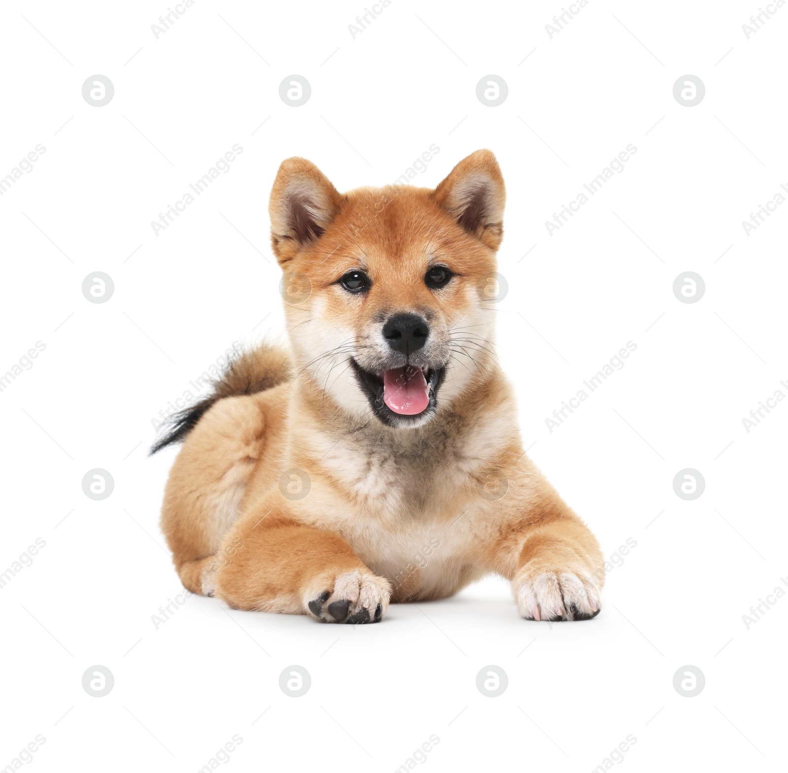 Photo of Cute Shiba Inu dog lying on white background