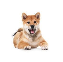 Photo of Cute Shiba Inu dog lying on white background
