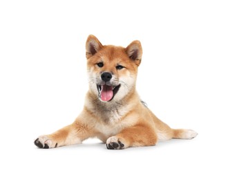 Photo of Cute Shiba Inu dog lying on white background