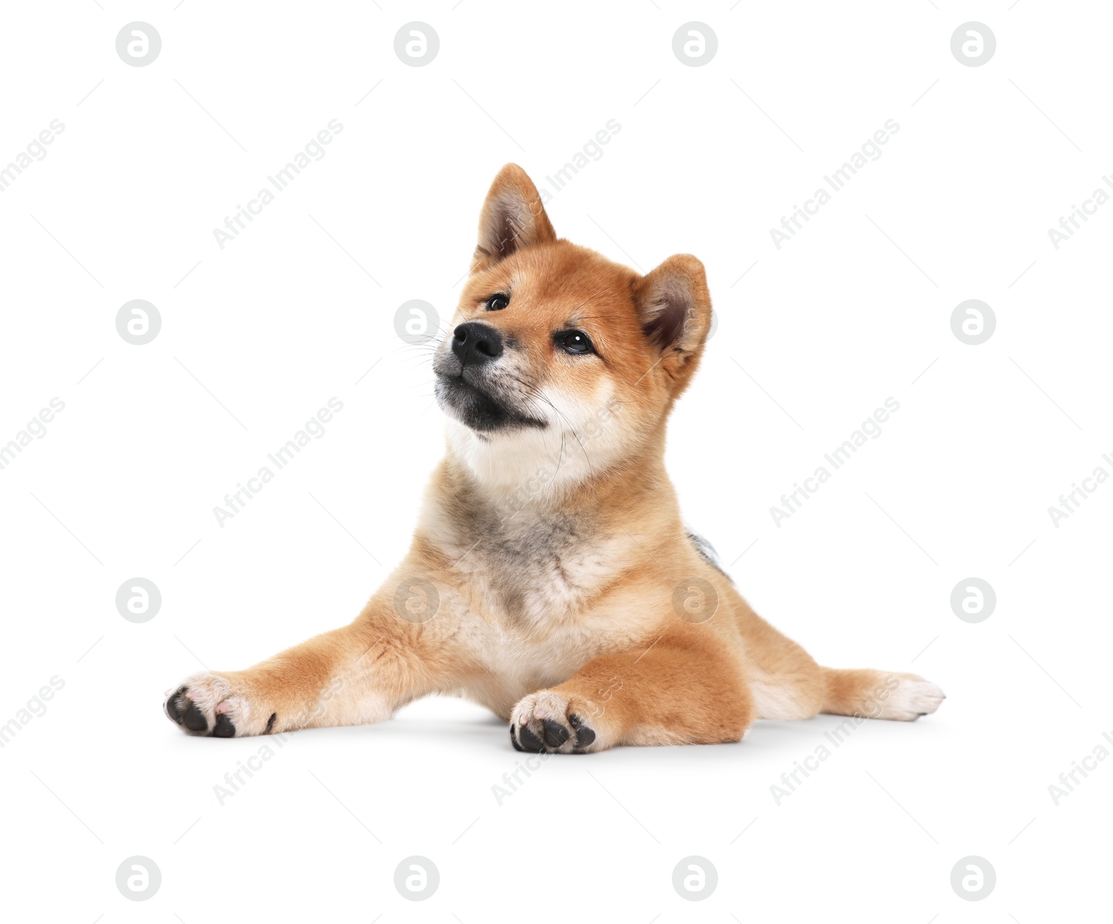 Photo of Cute Shiba Inu dog lying on white background