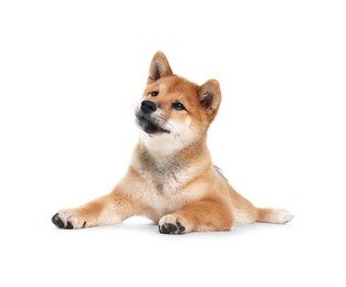 Photo of Cute Shiba Inu dog lying on white background