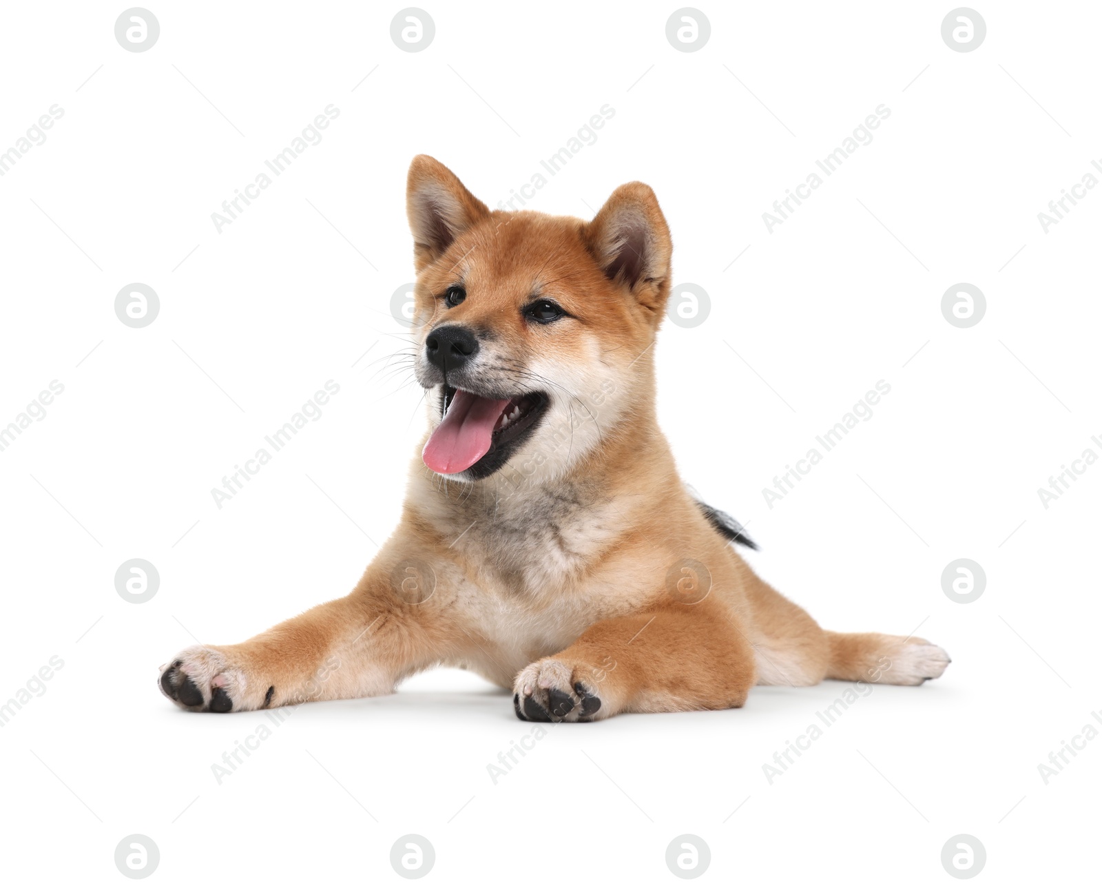 Photo of Cute Shiba Inu dog lying on white background