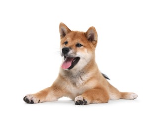 Photo of Cute Shiba Inu dog lying on white background