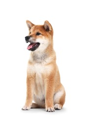 Photo of Cute Shiba Inu dog sitting on white background