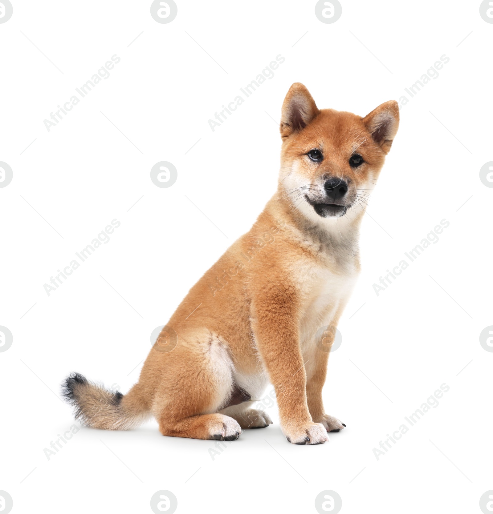 Cute Shiba Inu dog sitting on white background Photo of Cute Shiba Inu dog sitting on white background