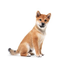 Photo of Cute Shiba Inu dog sitting on white background
