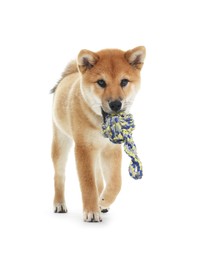 Photo of Cute Shiba Inu dog with pet toy on white background