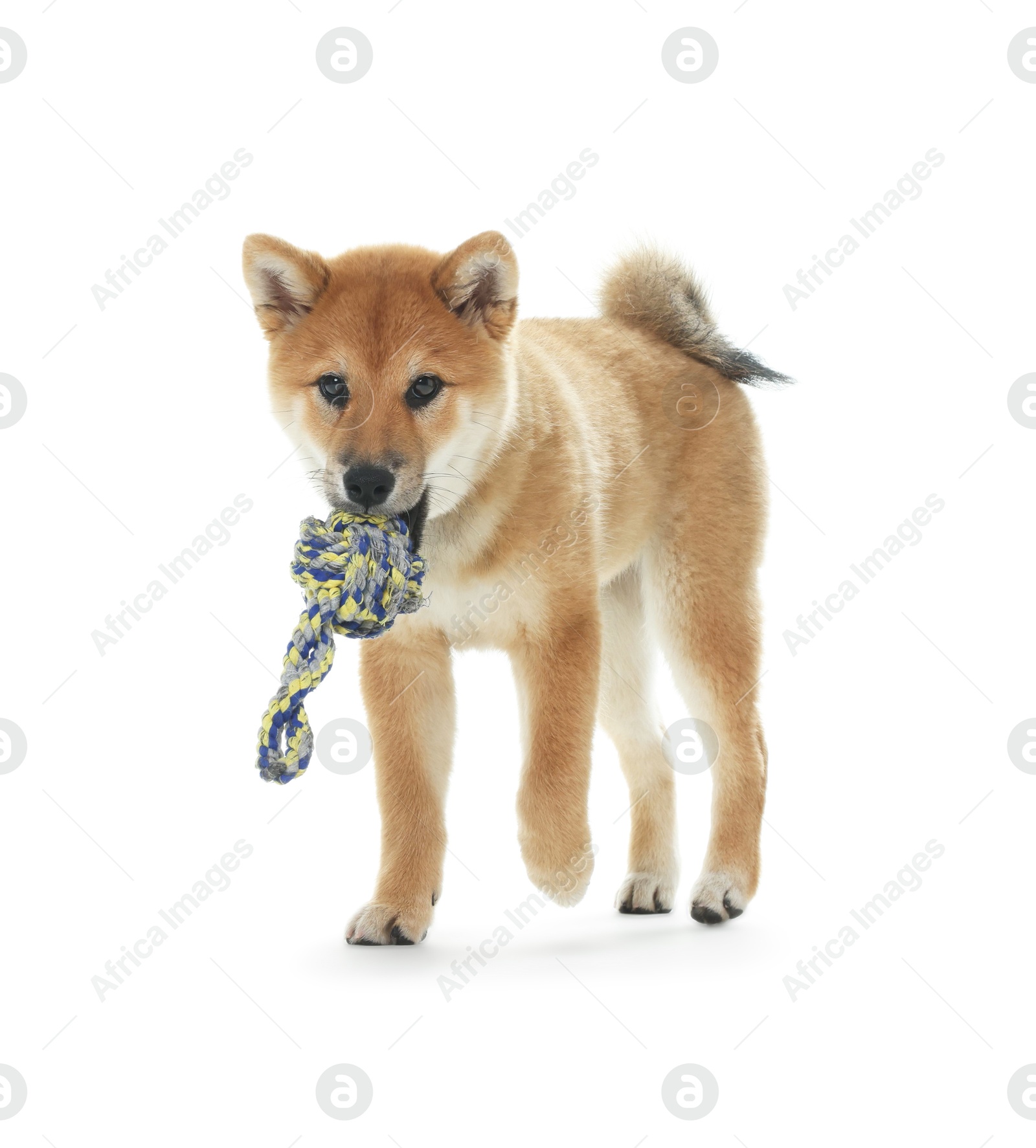Photo of Cute Shiba Inu dog with pet toy on white background